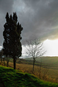 Trees on field against sky at sunset