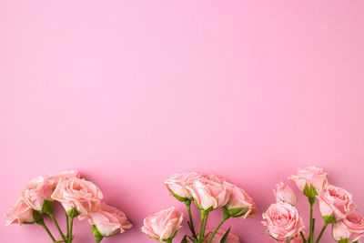 Close-up of pink roses against white background