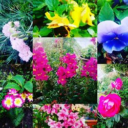 Pink flowers blooming outdoors