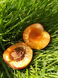 High angle view of bread on field