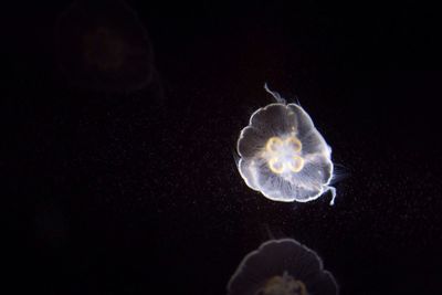 Close-up of jellyfish swimming in sea