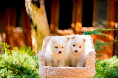 Close-up portrait of dogs