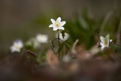 Close-up of white flowering plant on field