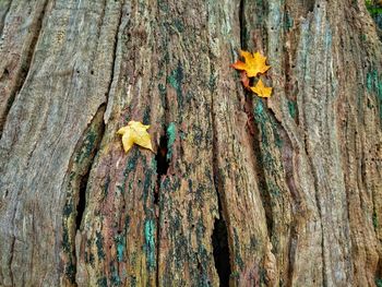 Close-up of flowers growing on tree trunk