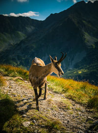 View of deer standing on mountain