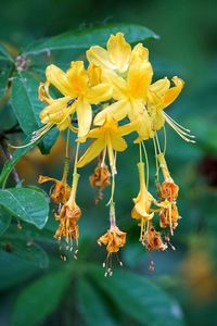 Close-up of yellow flowers