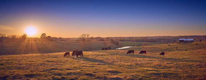 Scenic view of agricultural field against sky during sunset