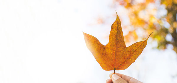 Close-up of hand holding maple leaf during autumn