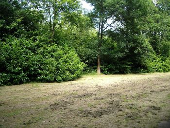 View of trees on grassland