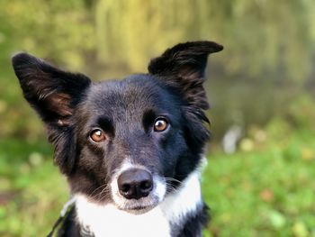 Close-up portrait of dog