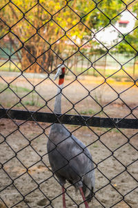 Bird on a field seen through fence