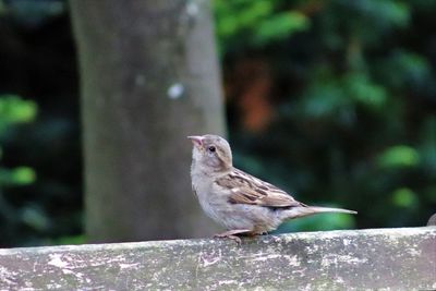 Bird perching on a fence