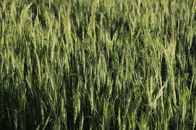 Full frame shot of corn field