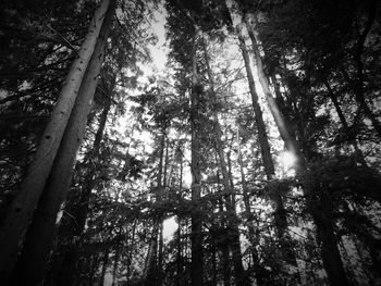 Low angle view of trees in forest