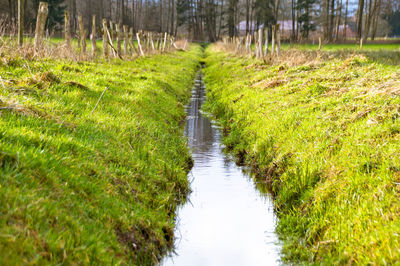 Scenic view of green field