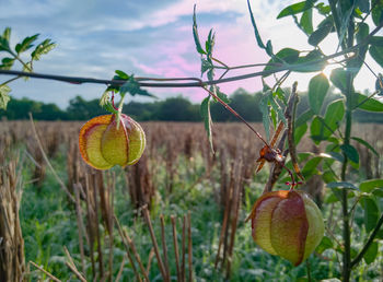 Close-up of fruits hanging on tree against sky