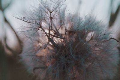 Close-up of dandelion on plant