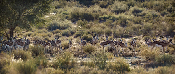 Springbok herd standing in backlit in kgalagari transfrontier park, south africa