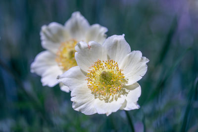 Close-up of white flowering plant