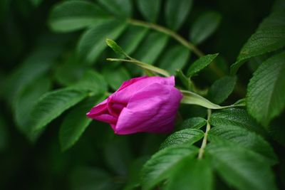 Close-up of pink rose flower
