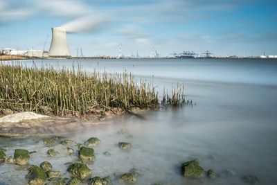 Plants in water against cloudy sky