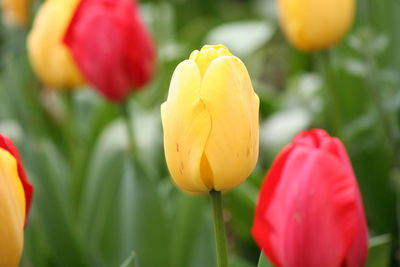 Close-up of yellow tulip blooming outdoors