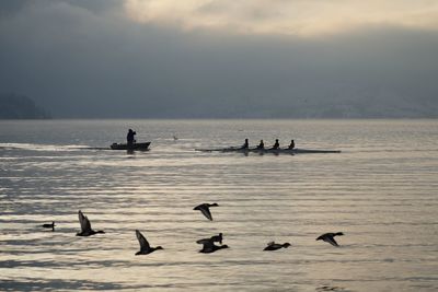 Silhouette birds flying over sea against sky during sunset