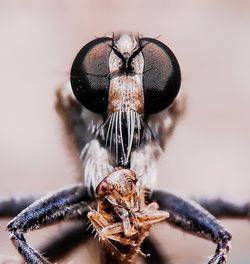 Close-up of fly