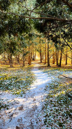 Scenic view of forest during winter