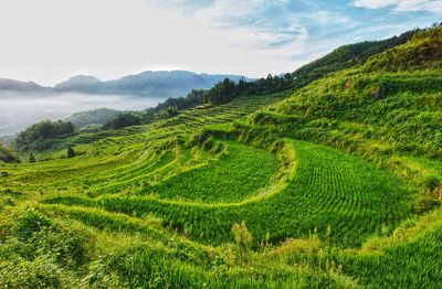 Scenic view of agricultural field against sky