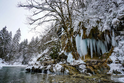 Trees growing in forest during winter