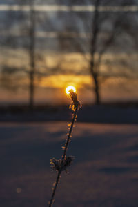 Close-up of silhouette plant against sea at sunset