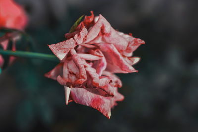 Close-up of red rose flower