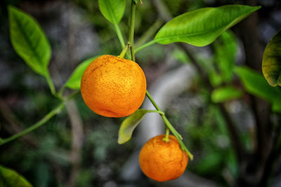 Close-up of orange fruits on tree