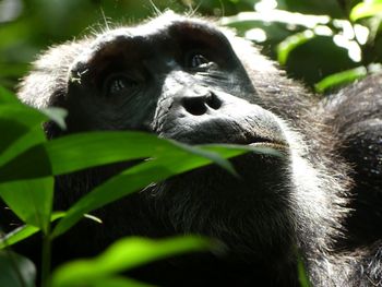 Close-up of monkey