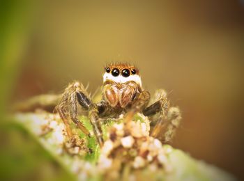 Close-up of spider