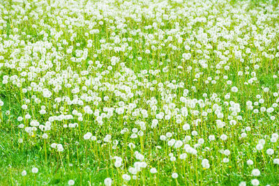 Close-up of white flowers on field