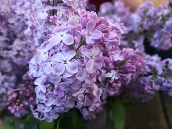 Close-up of purple flowering plant