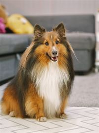 Sitting shetland sheepdog dog in the house looking direct