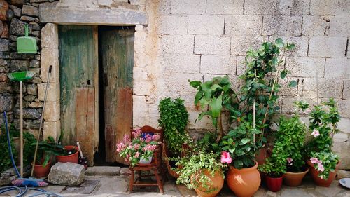 Potted plants against wall and building