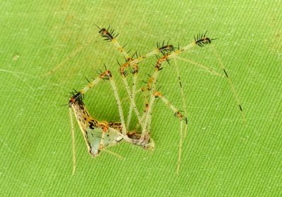 Close-up of spider on web