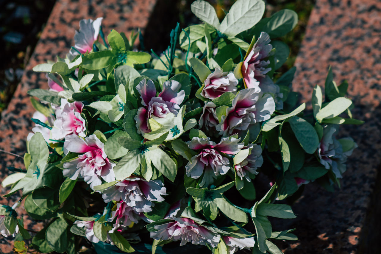 HIGH ANGLE VIEW OF FLOWERING PLANT