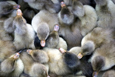 High angle view of birds