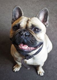 Close-up portrait of pug