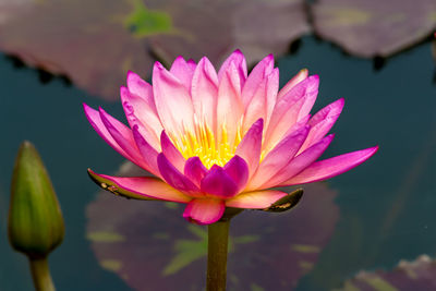 Close-up of water lily in lake