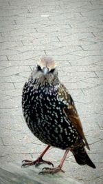 Close-up of bird perching on wood