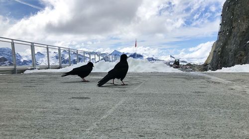 View of birds perching on mountain against sky