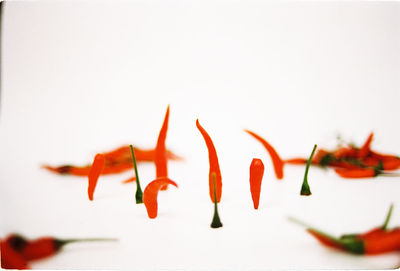 Close-up of orange leaf