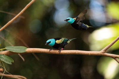 Close-up of bird perching on plant stem