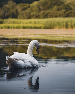 Swan swimming in lake